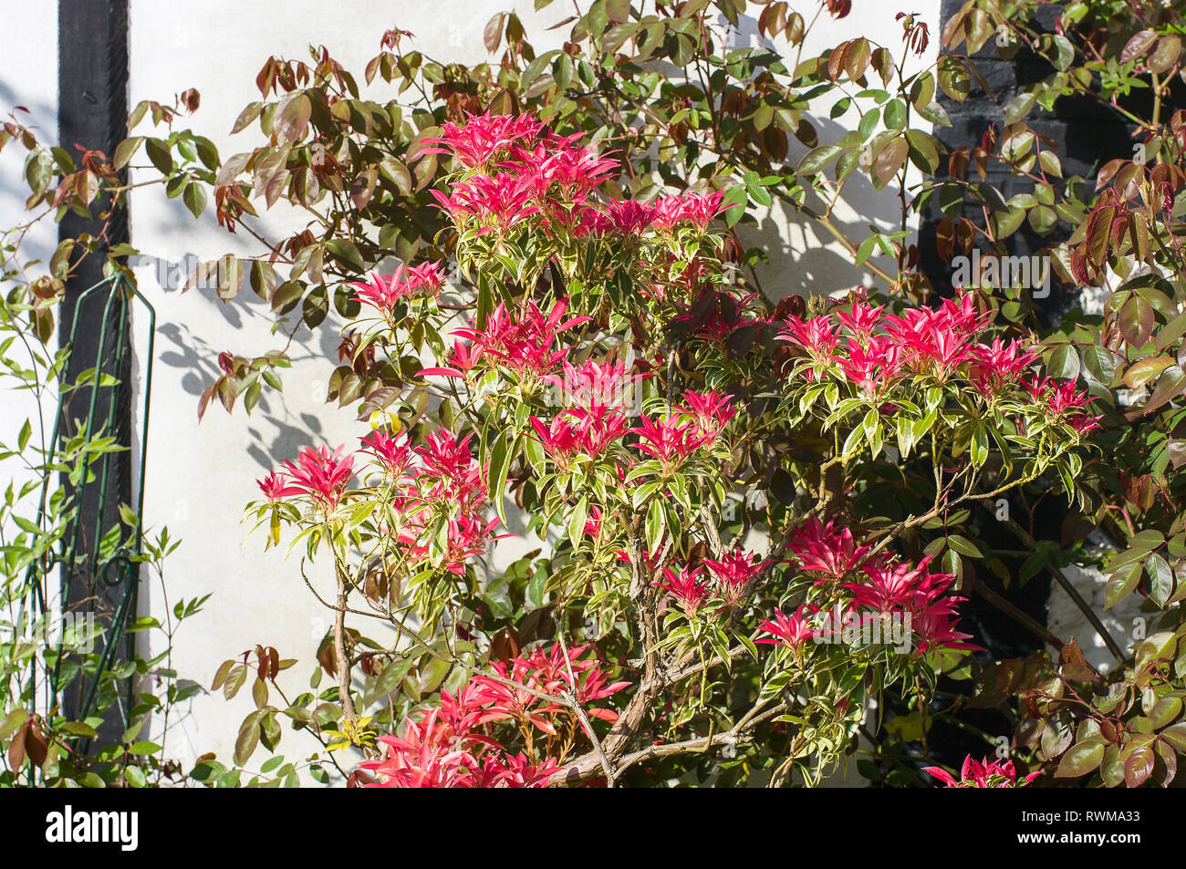 Pieris japonica Flaming Silver displaying new young red foliage in April in an English garden UK Stock Photo