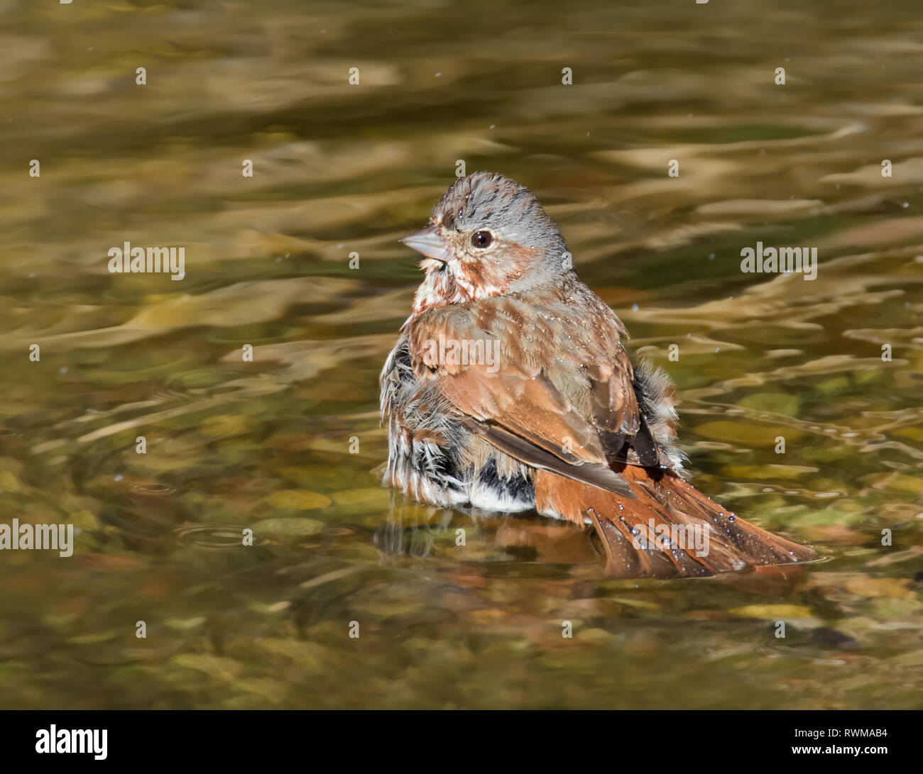 A Fox Sparrow, Passerella iliaca,bathing in Saskatoon, Saskatchewan Stock Photo
