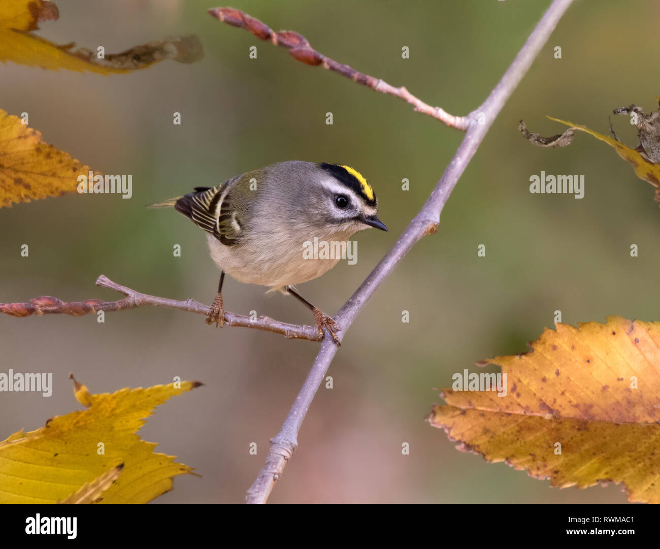 Golden crowned kinglet hi-res stock photography and images - Alamy