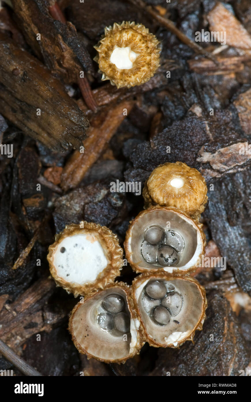 Bird'snest fungi (Cyathus olla) showing fruiting bodies in various