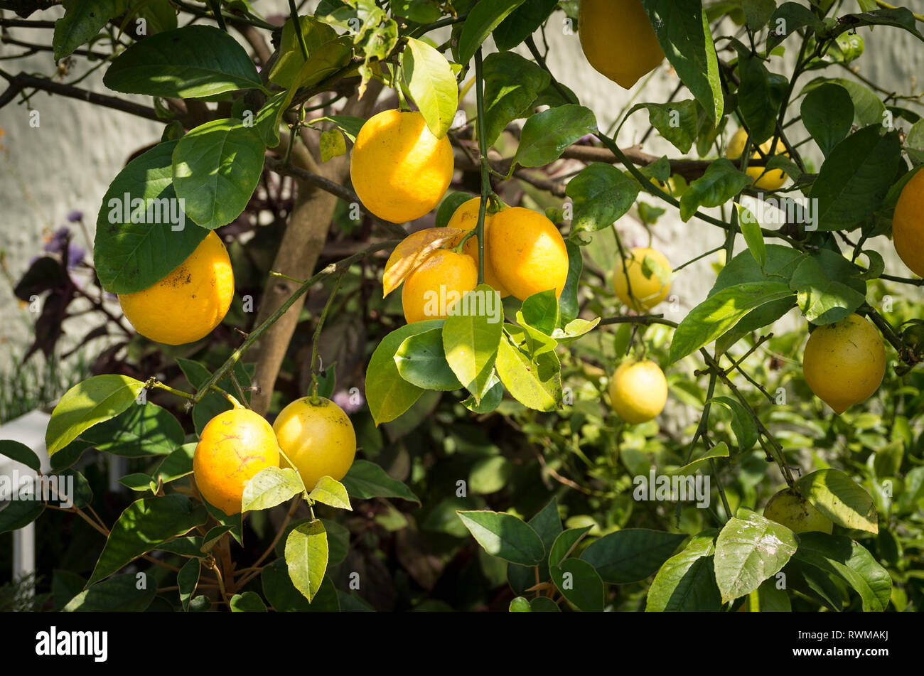 Ornamental citrus tree Citrus x limon 'Meyer' bearing fruit in June in an English garden Stock Photo