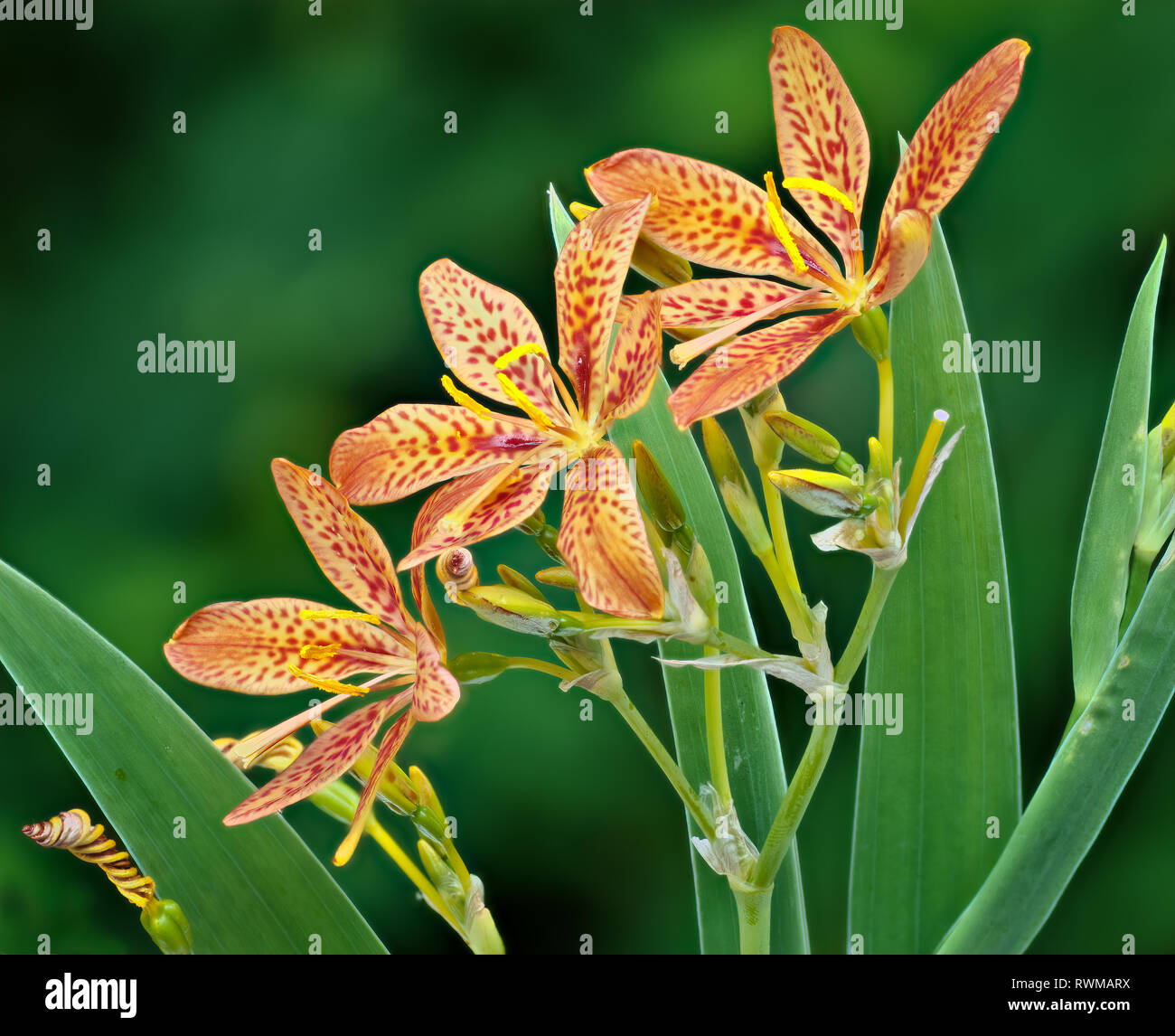 Blackberry Lily High Resolution Stock Photography and Images - Alamy