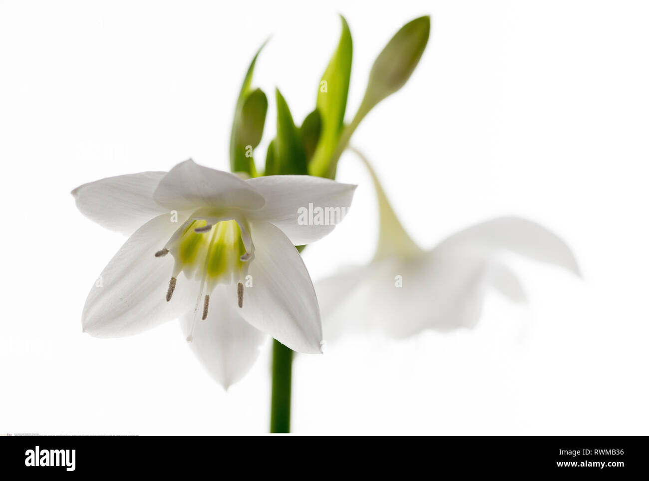 botany, Eucharis blossom, Caution! For Greetingcard-Use / Postcard-Use In German Speaking Countries Certain Restrictions May Apply Stock Photo