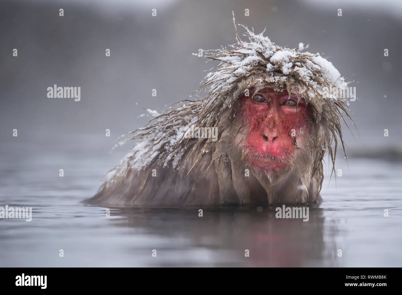 Snow Monkey (Macaca fuscata), also knows as a Japanese Macaque, in the water with snow on it's head; Hokkaido, Japan Stock Photo