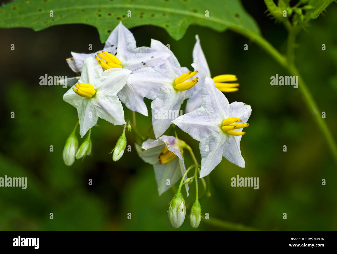 Horse nettle (Solanum carolinense) flowers and flower buds in June in central Virginia Stock Photo