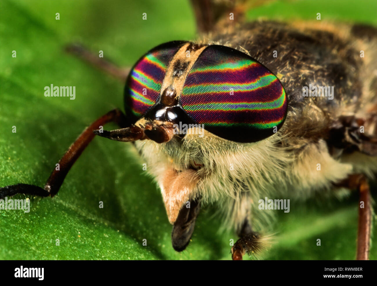 Iridescent colors shining from the facets of the compound eye of a horse fly. Stock Photo