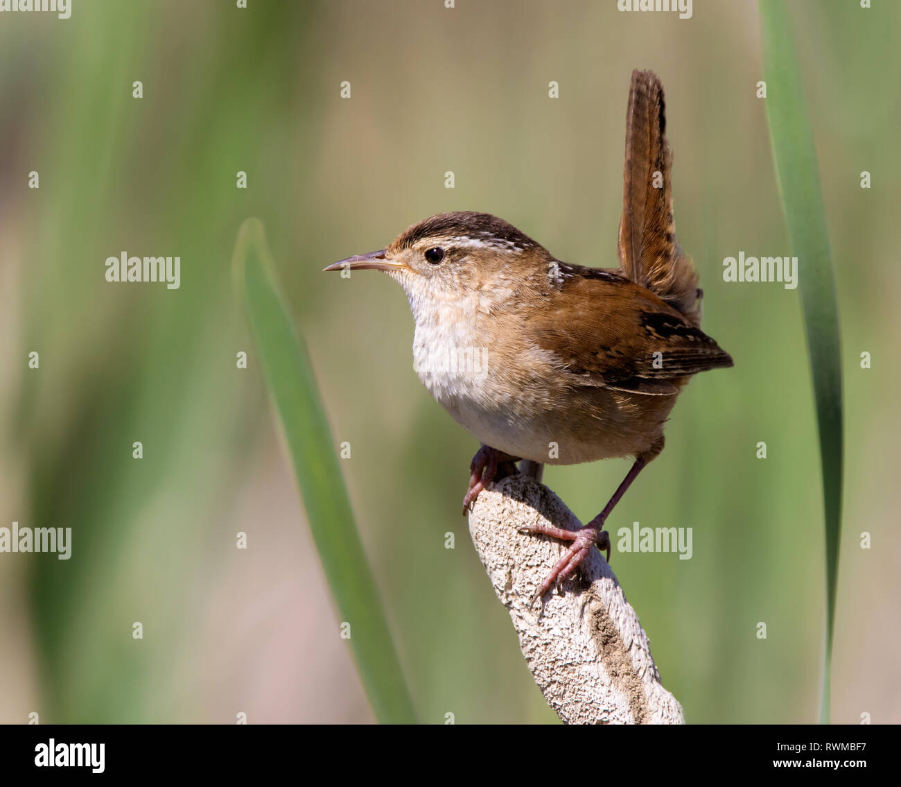 Marsh Wren, Cistothorus palustris, perching in a marsh near Porter Lake, Saskatchewan, Canada Stock Photo