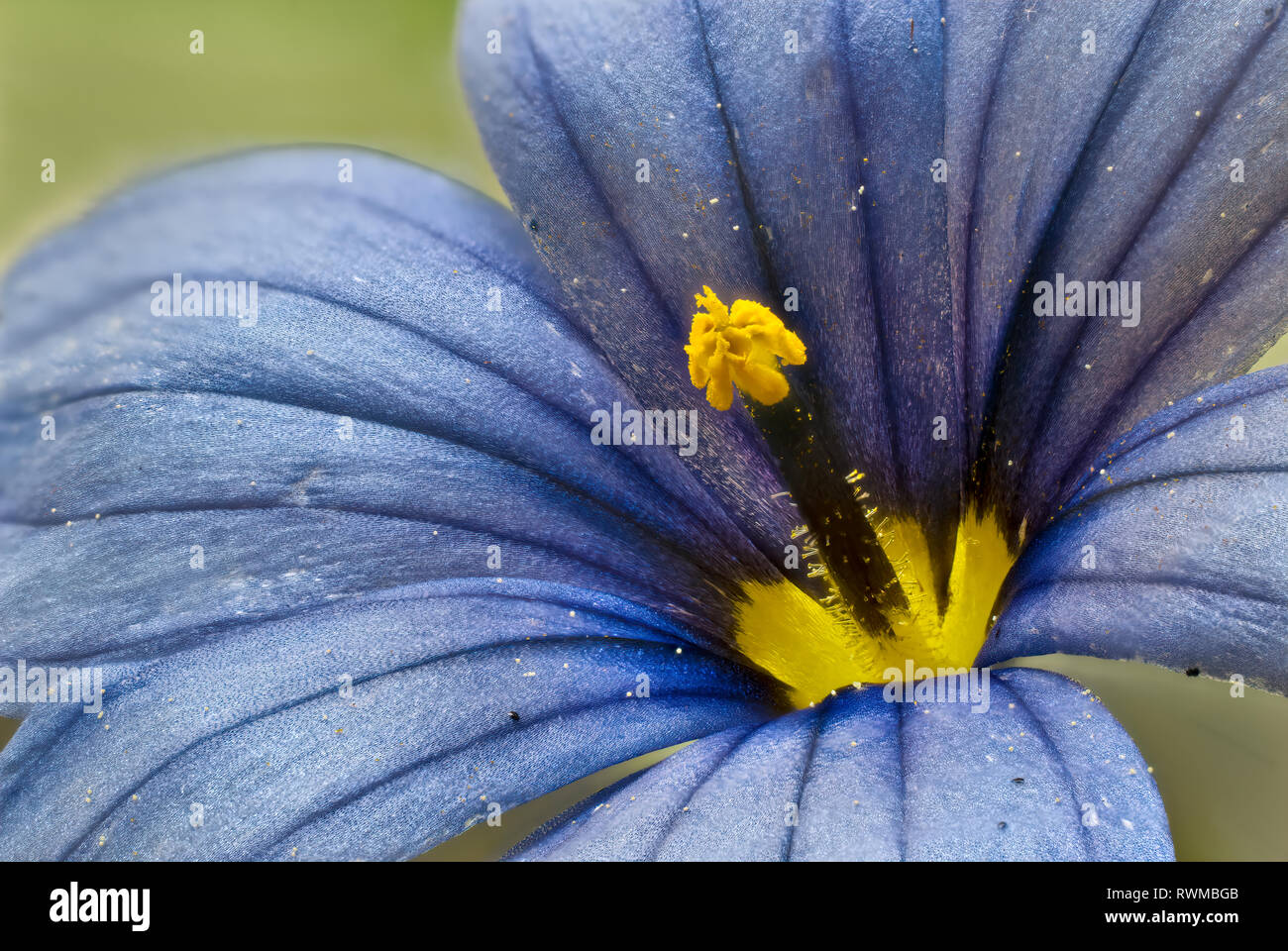 Center of blue-eyed grass flower (Sisyrinchium angustifolium) Stock Photo