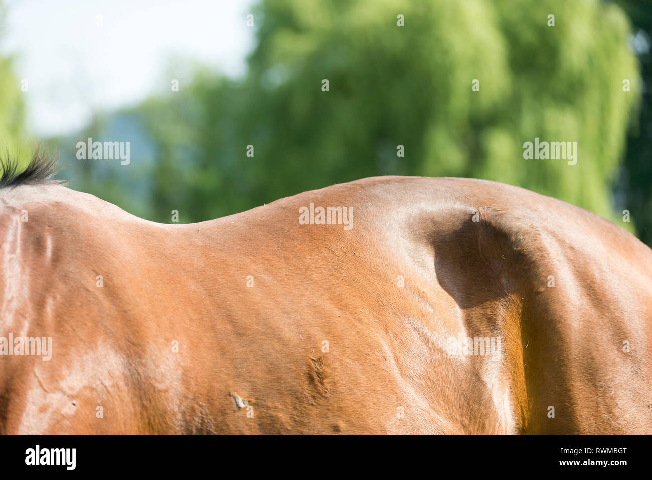 Warmblood. Grazing bay adult with a roach back. Switzerland Stock Photo