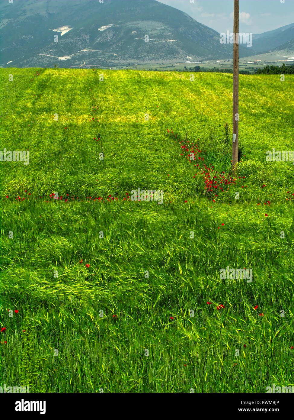 Telephones line wooden post in green field with red poppy somewhere in Macedonia, Greece. Stock Photo