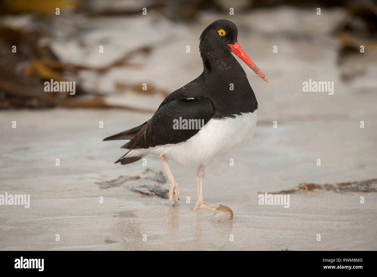 Magellanic oystercatcher (Haematopus leucopodus); Carcass Island, Falkland Islands Stock Photo