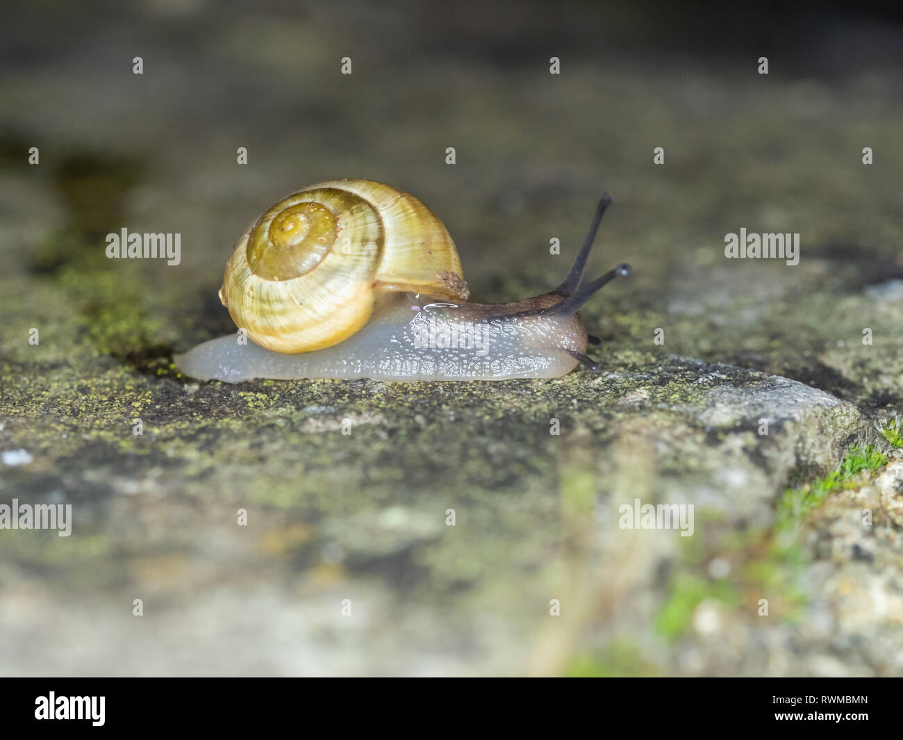 Whitelipped snail or Garden banded snail ( Cepaea hortensis ) at night