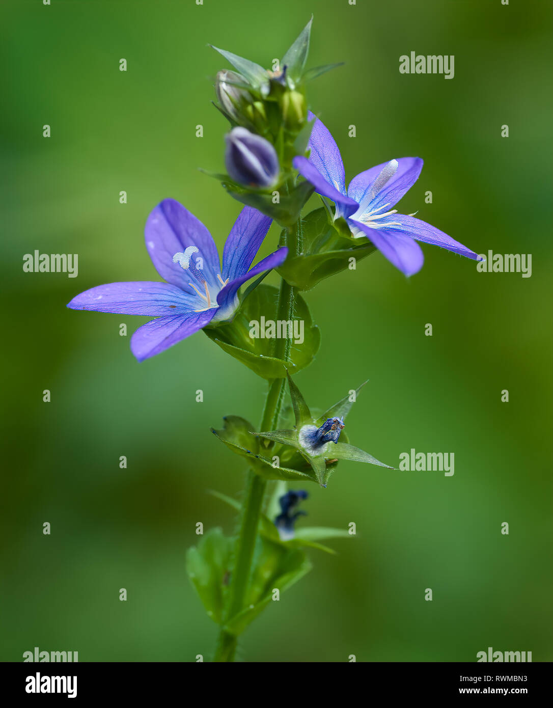 Clasping Venus's looking glass (Triodanis perfoliata) in meadow in late May in central Virginia Stock Photo