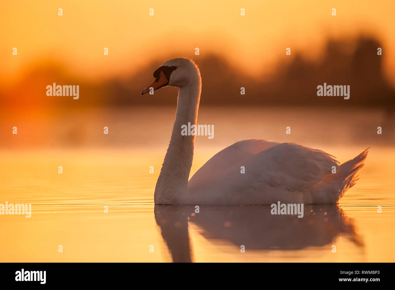 Swan (Cygnus) swimming at sunset with orange sky reflected on the tranquil water; Hungary Stock Photo
