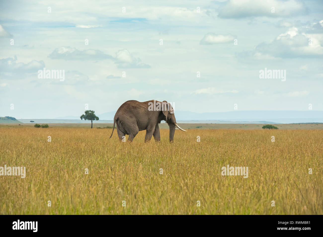 African elephant (Loxodonta) on the Serengeti; Tanzania Stock Photo