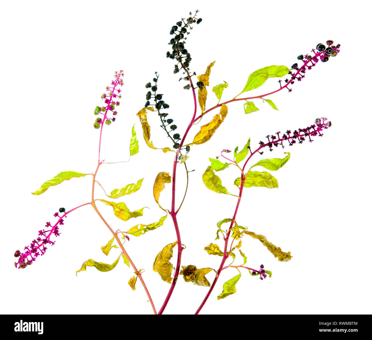 Pokeweed (Phytolacca americana) in midNovember in central Virginia