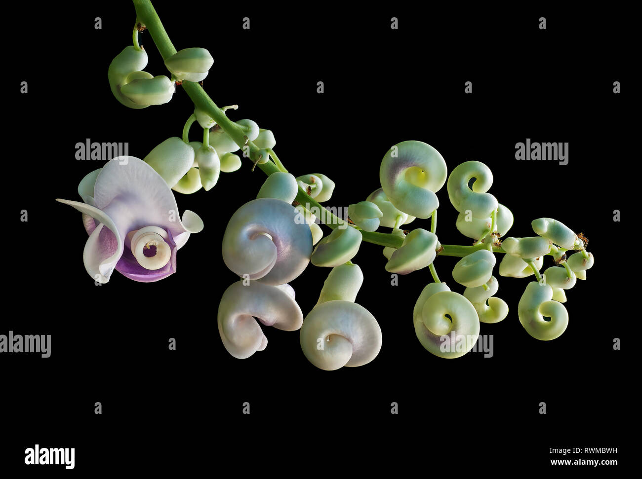 Snail Flower, Snail Vine, Corkscrew Flower ( Phaseolus caracalla). As blossom grows, it goes from the shape of a bean seed to a snail's shell to a mas Stock Photo