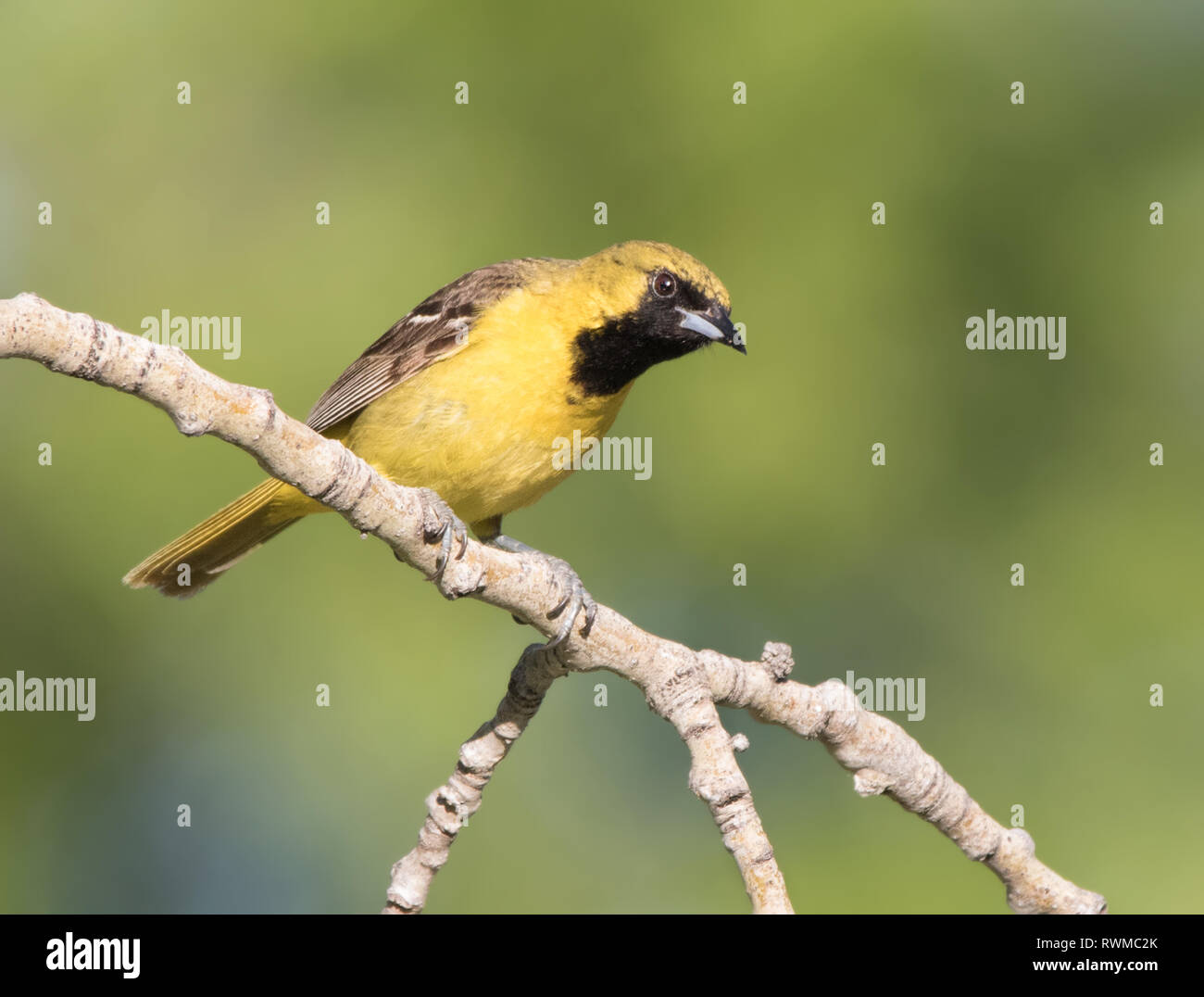 A juvenile Orchard Oriole, Icterus spurius, perched in the town of Val Marie, Saskatchewan Stock Photo