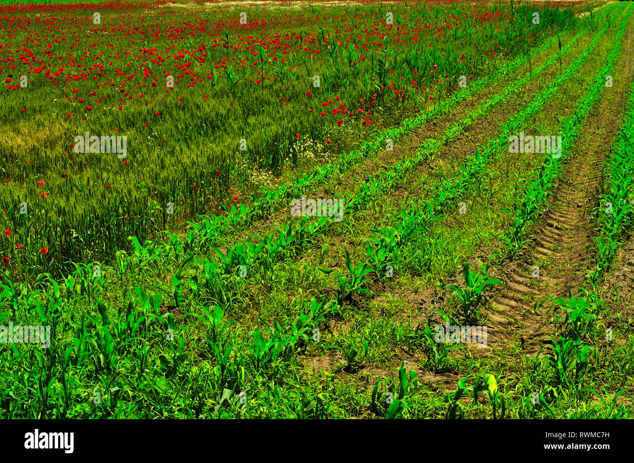 Field detail with poppy and agriculture plants rows somewhere in Macedonia, Greece. Stock Photo