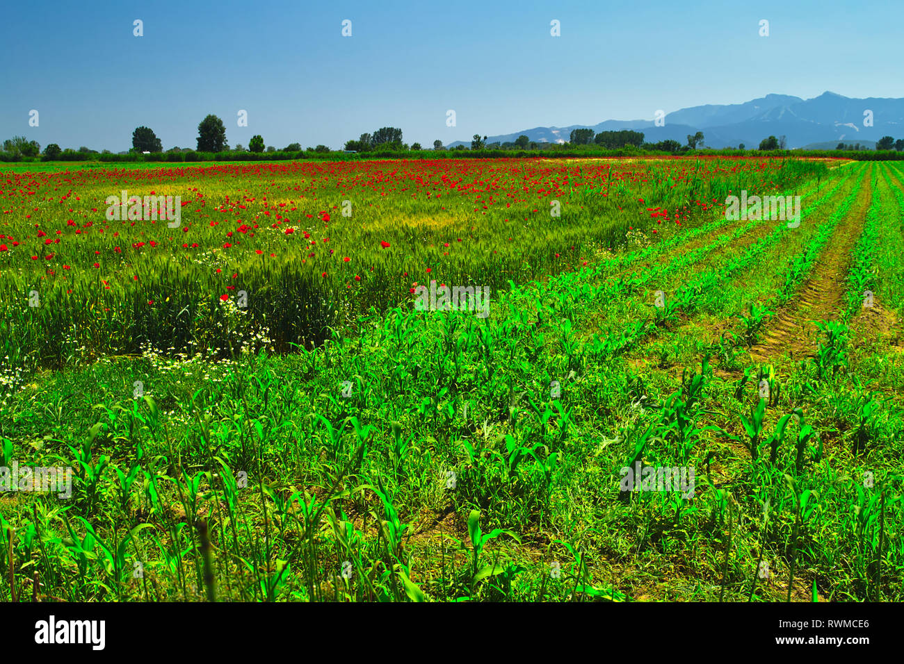 Field with poppy and agriculture plants rows and clear blue sky somewhere in Macedonia, Greece. Stock Photo