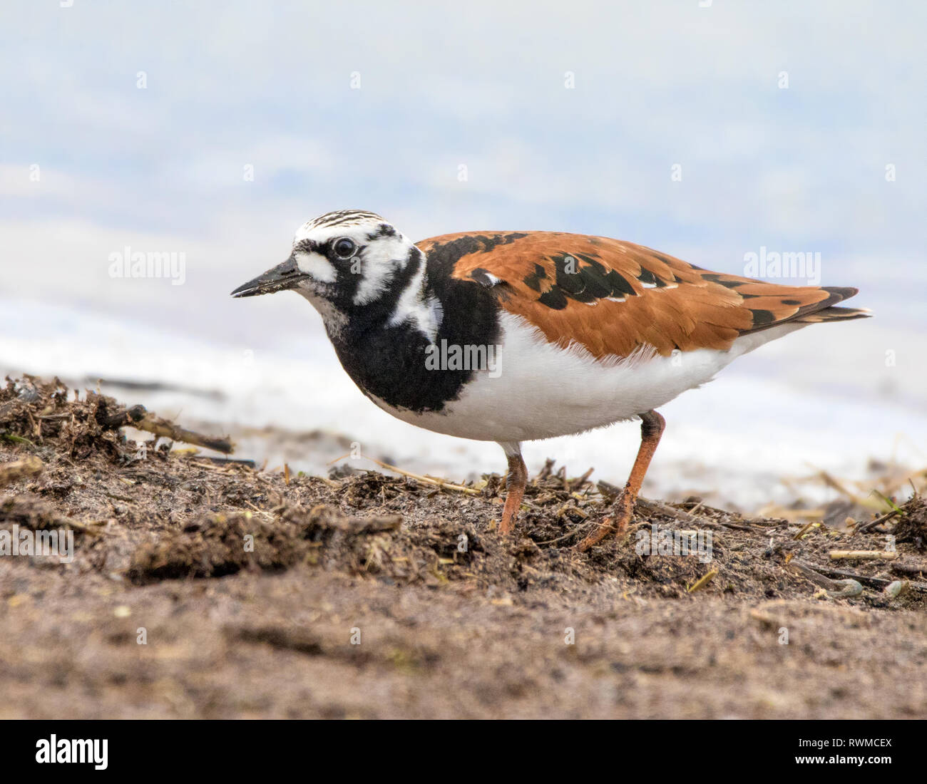 A male Ruddy Turnstone, Arenaria interpres, forages on the edge of Reed lake, in Saskatchewan, Canada Stock Photo