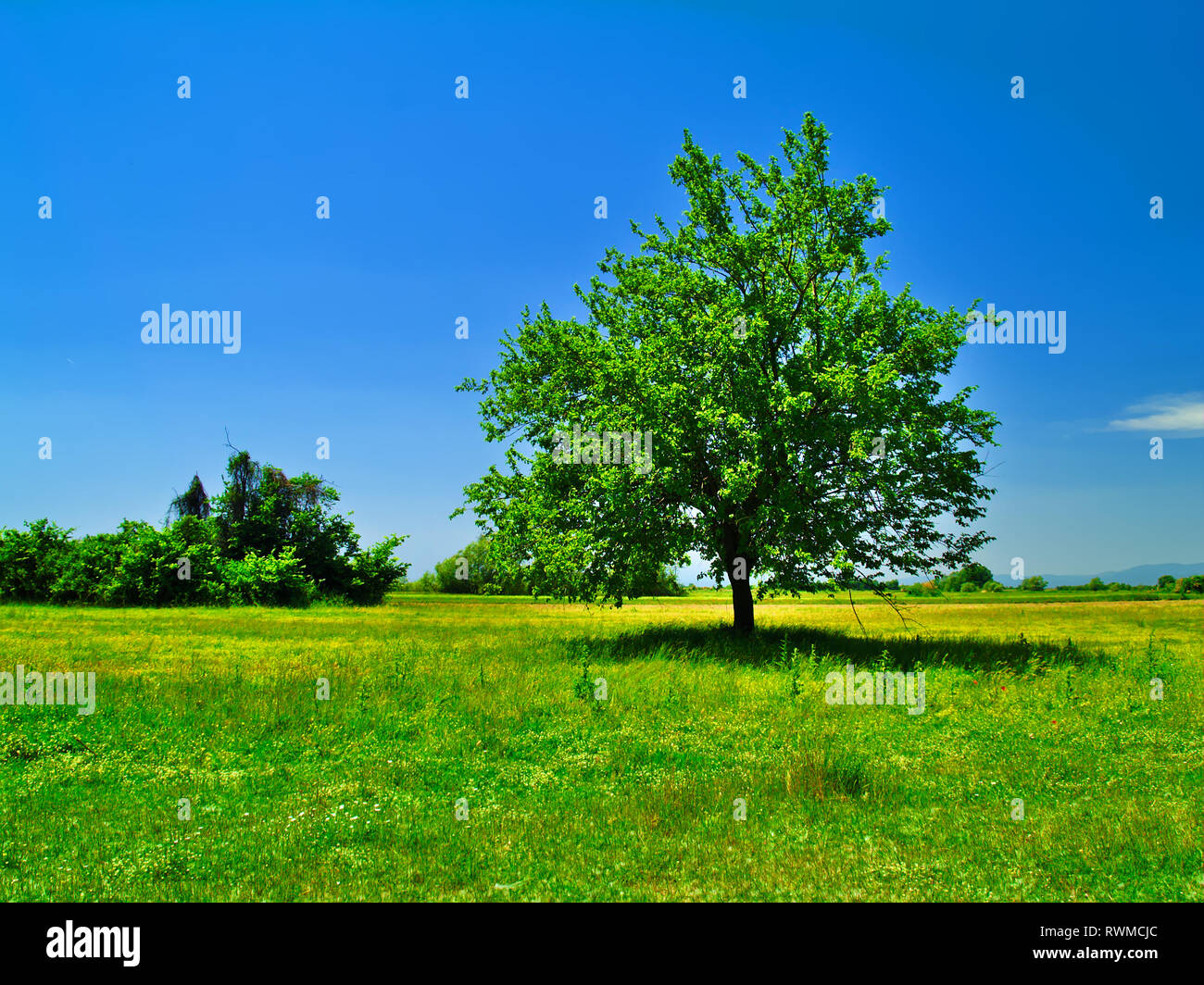 Tree in green field with deep blue sky background Stock Photo - Alamy