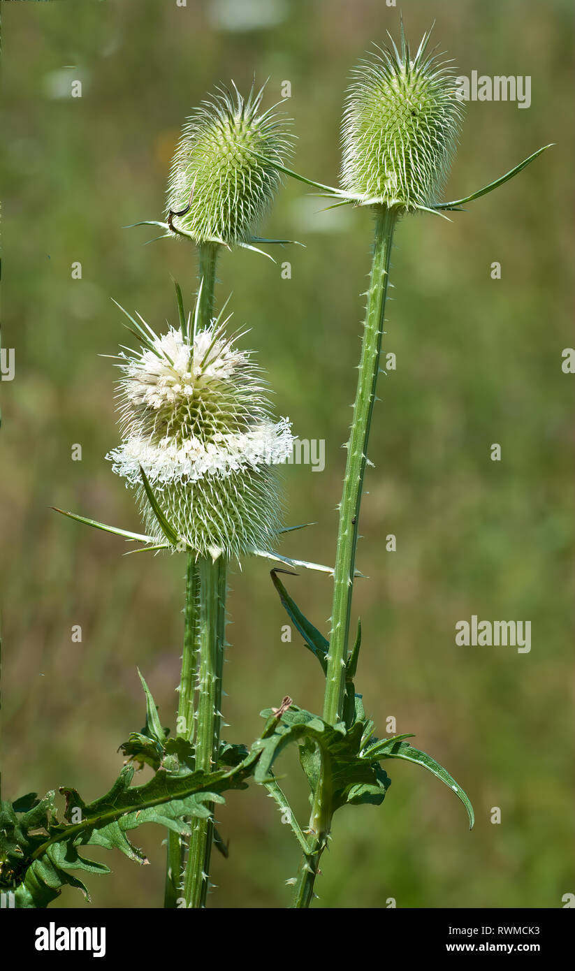 Cut-leaved teasel (Dipsacus lancinatus) in mid-July in central Virginia Stock Photo