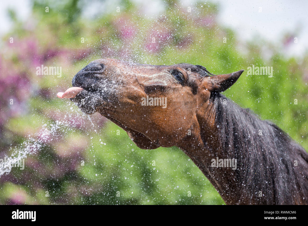 French Trotter. Bay adult enjoying a shower. Switzerland. Stock Photo