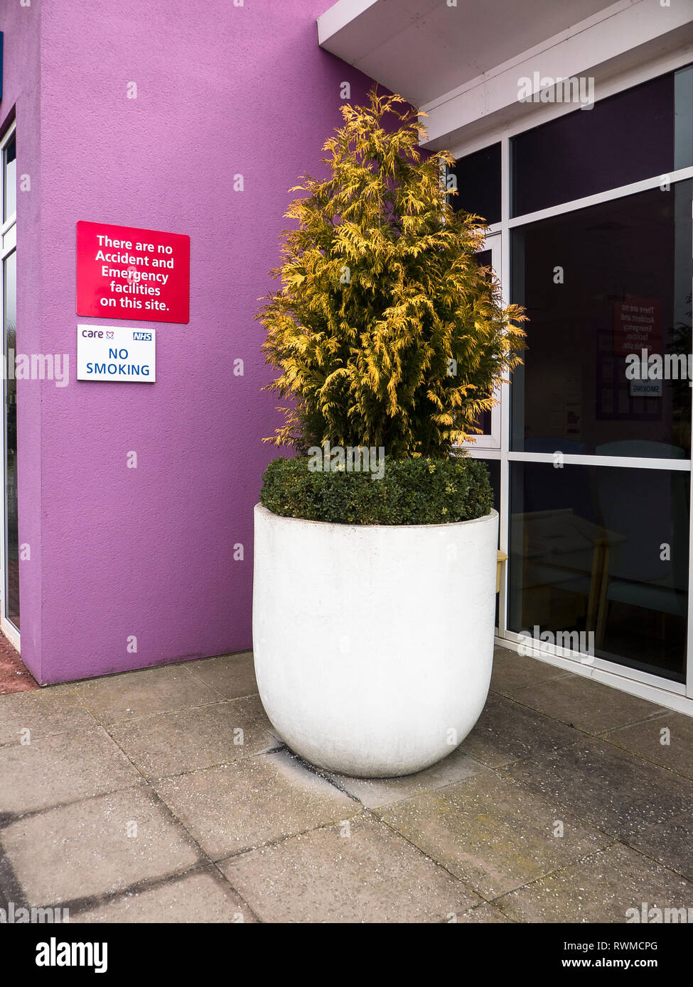 An impressive large white round planter containing a specimen golden leafed evergreen conifer surrounded by a low-growing box edging located outside t Stock Photo
