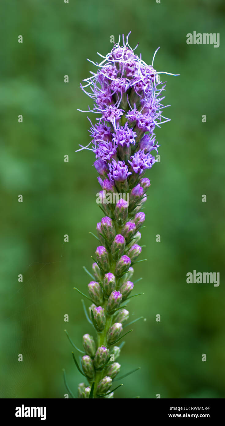 Dense blazing star, or prairie gay feather (Liatris spicata) in early July in central Virginia Stock Photo