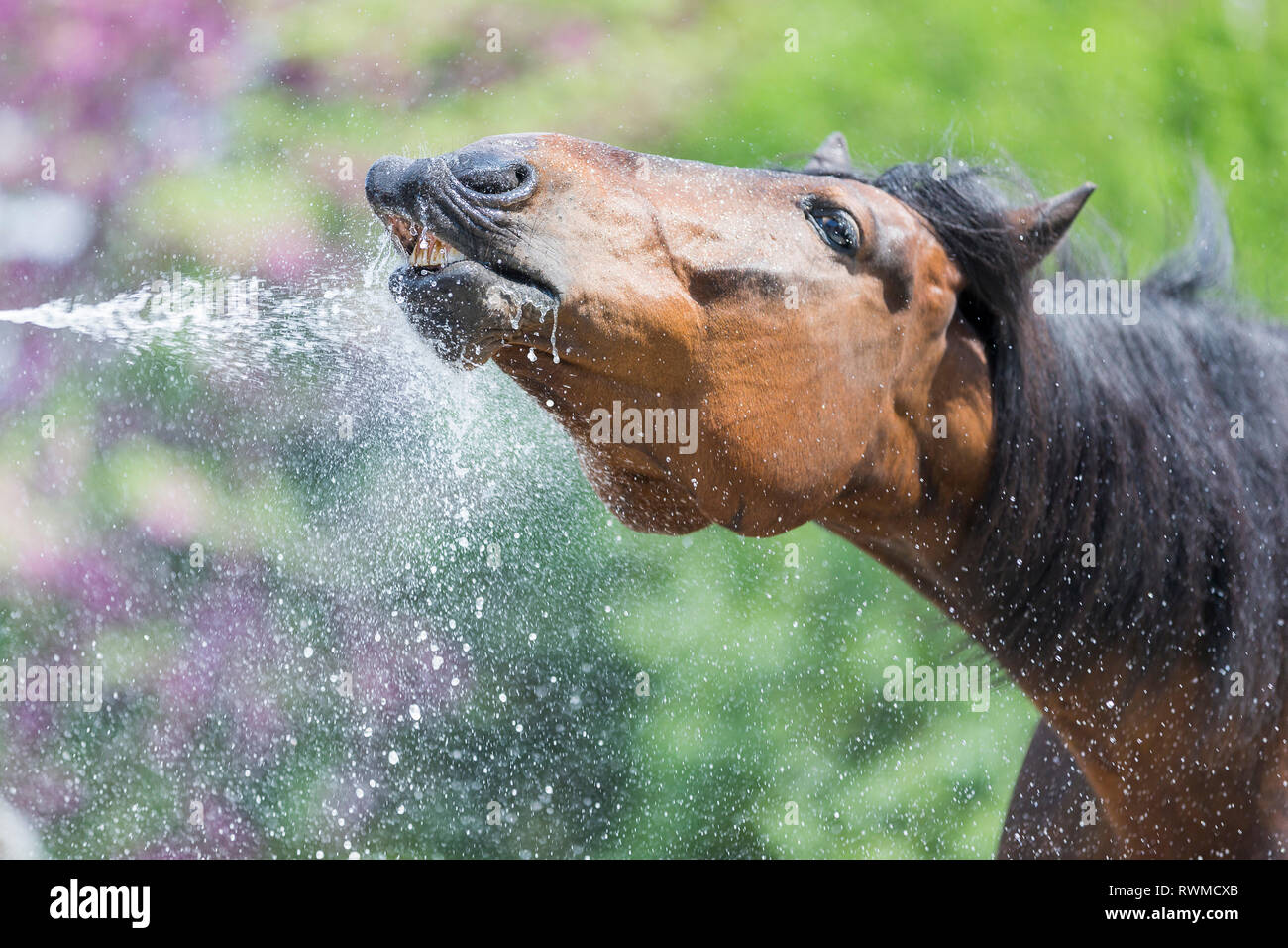 French Trotter. Bay adult enjoying a shower. Switzerland. Stock Photo