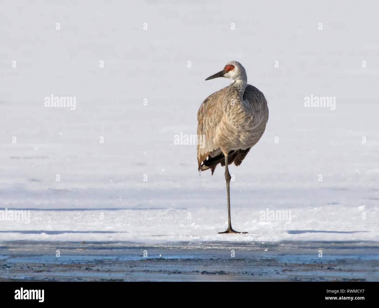 A Sandhill Crane,  Grus canadensis, standing on Wascana Lake in winter, in Regina Saskatchewan Stock Photo