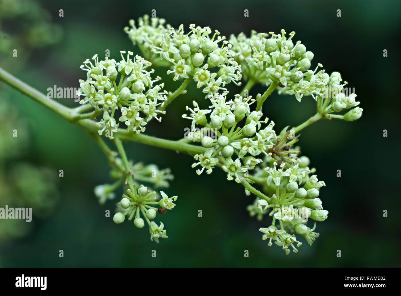 Flowers of devil's walking stick (Aralia spinosa) in central Virginia
