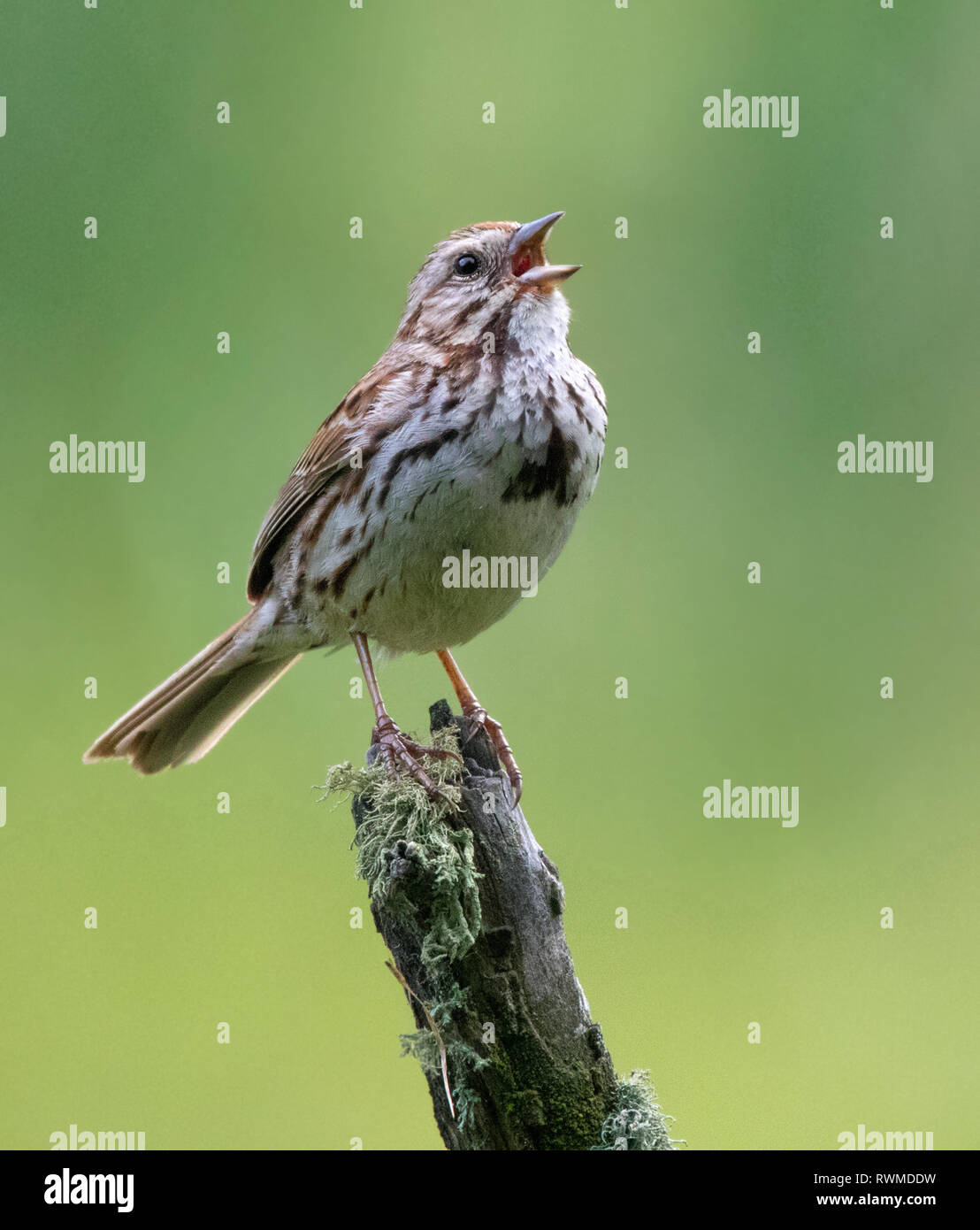 Song Sparrow, Melospiza melodia, sings from a mossy perch, at Cypress Hills National Park, Saskatchewan Stock Photo