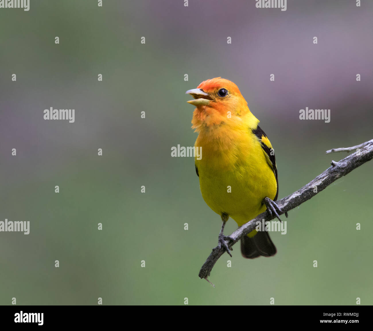 A male Western Tanager, Piranga ludoviciana, - perched in the woods at Cypress Hills Interprovincial Park, Saskatchewan. Stock Photo