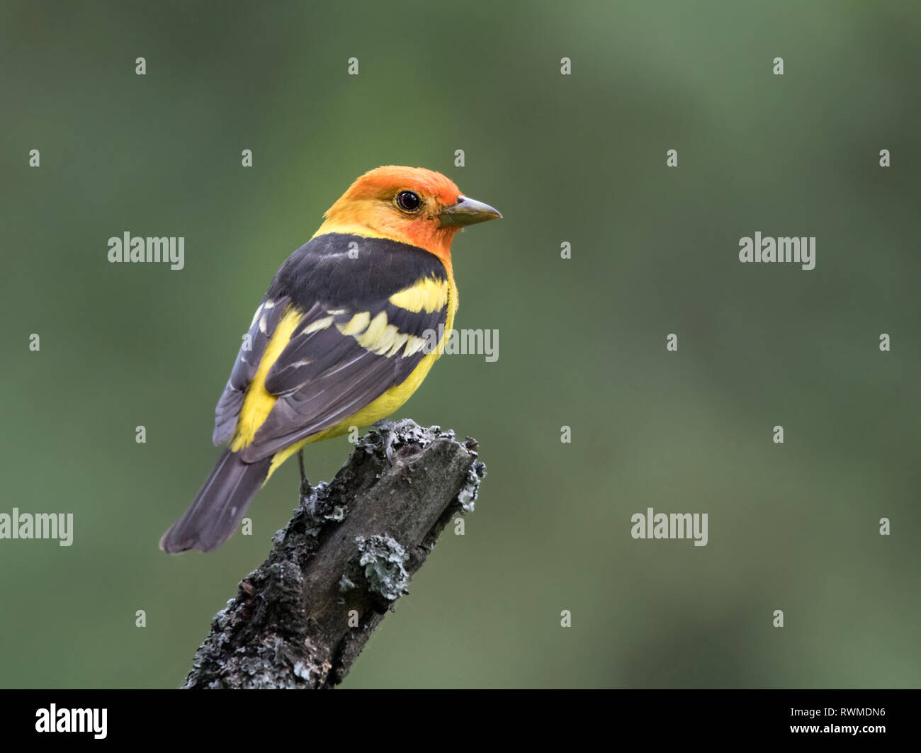A male Western Tanager, Piranga ludoviciana, - perched in the woods at Cypress Hills Interprovincial Park, Saskatchewan. Stock Photo