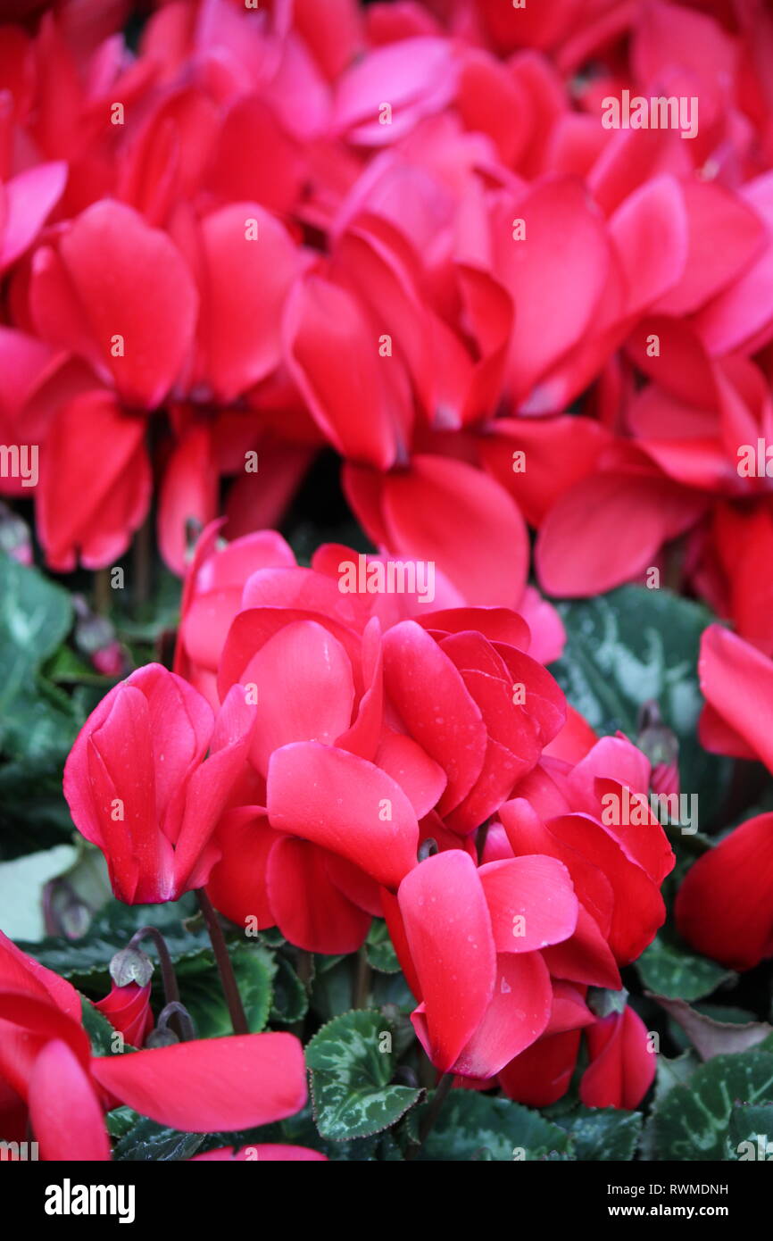 Beautiful, fresh cyclamen persicum bright red very romantic flowers and plants growing in the flower garden. Stock Photo