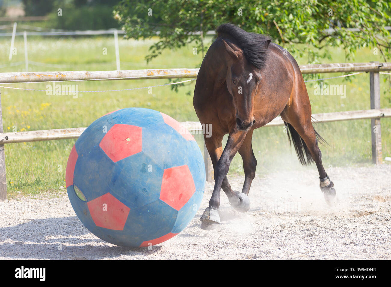 French Trotter. Bay adult playing with a ball. Switzerland Stock Photo -  Alamy