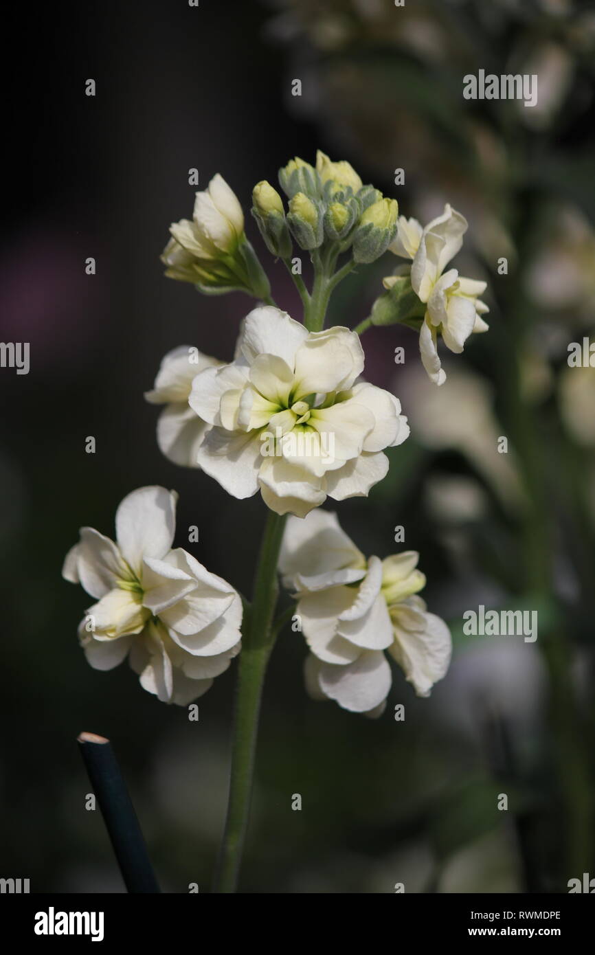 Beautiful, fresh Yellow Fragrant Stocks, Matthiola incana, flowers and