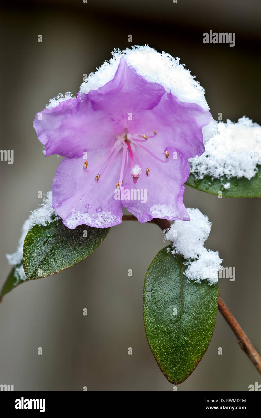 Dwarf rhododendron bloom (Rhododendron impeditum) covered with early ...