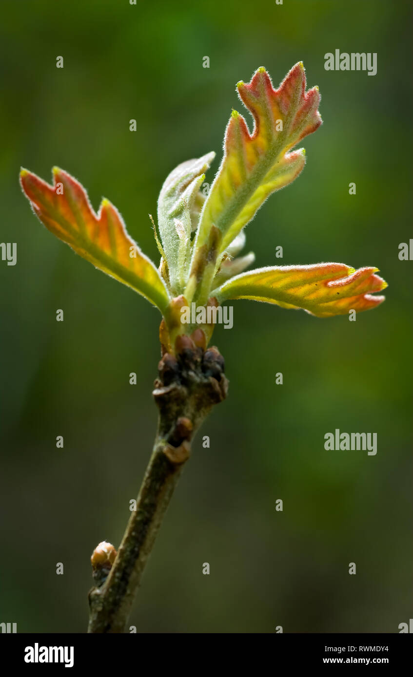 Leaves of eastern white oak (Quercus alba) emerging in spring in central Virginia. Stock Photo