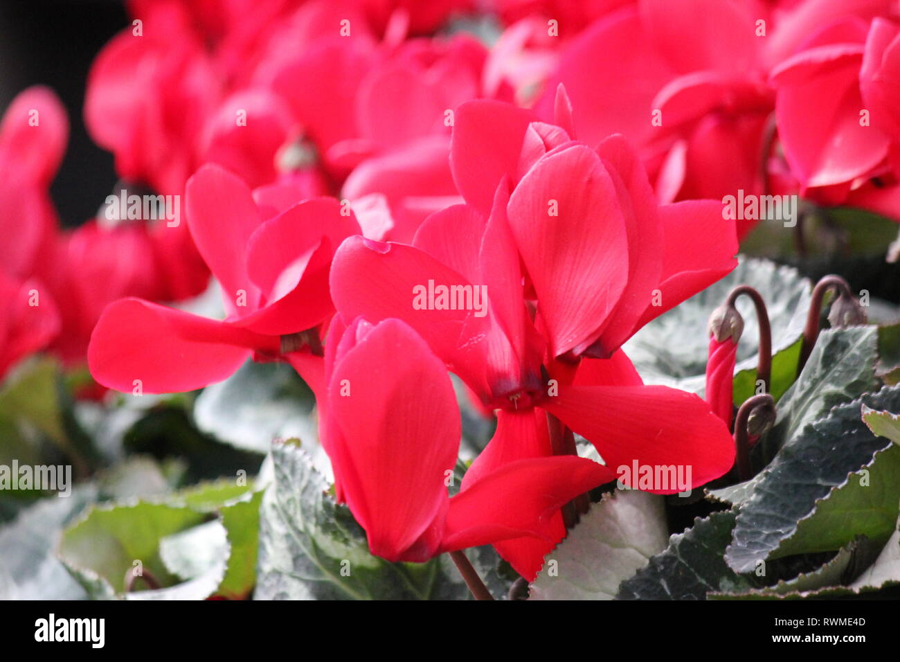 Beautiful, fresh cyclamen persicum bright red very romantic flowers and plants growing in the flower garden. Stock Photo