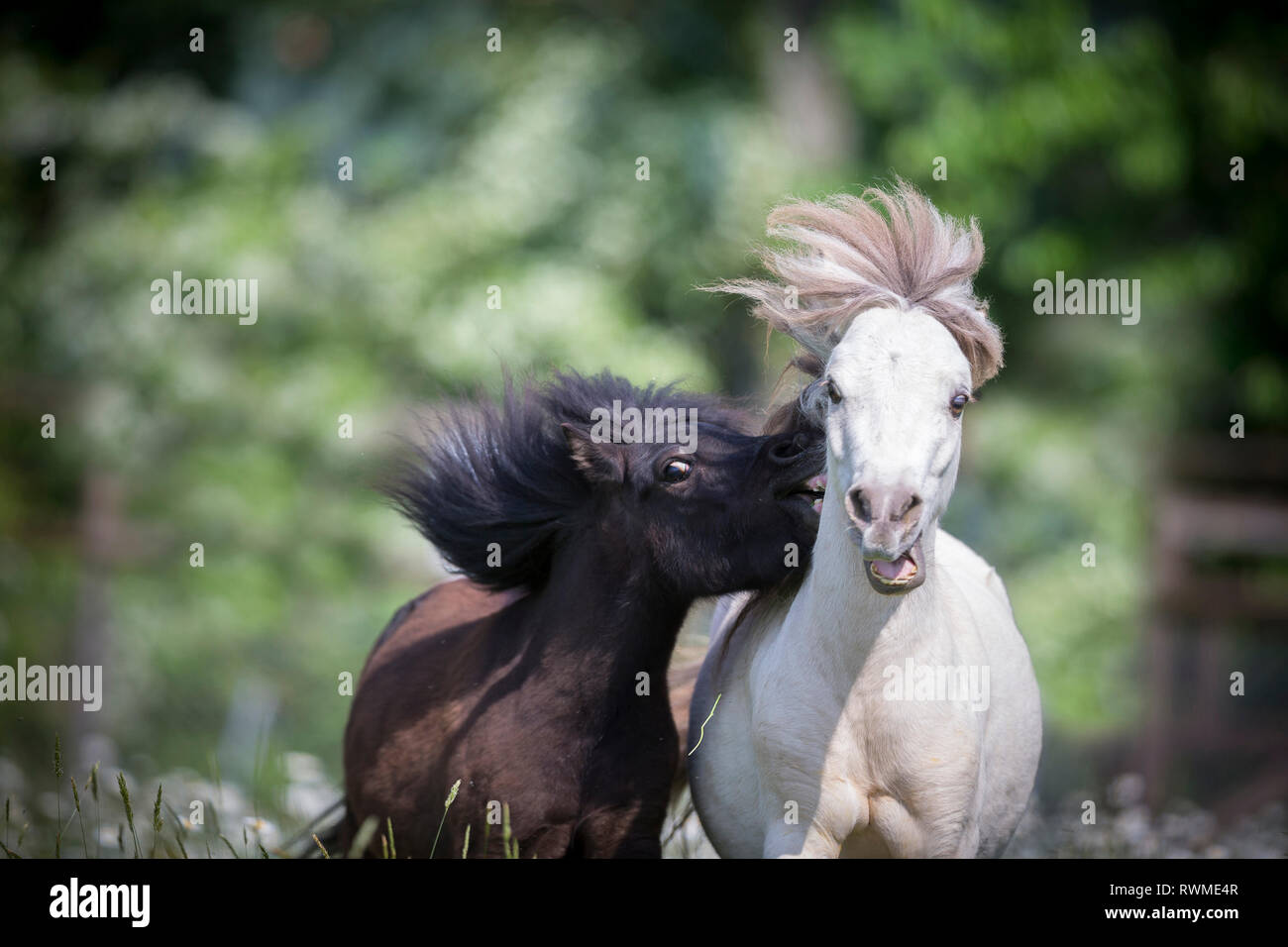Falabella Miniature Horse. Black and amber champagne horse playing on a pasture. Switzerland Stock Photo