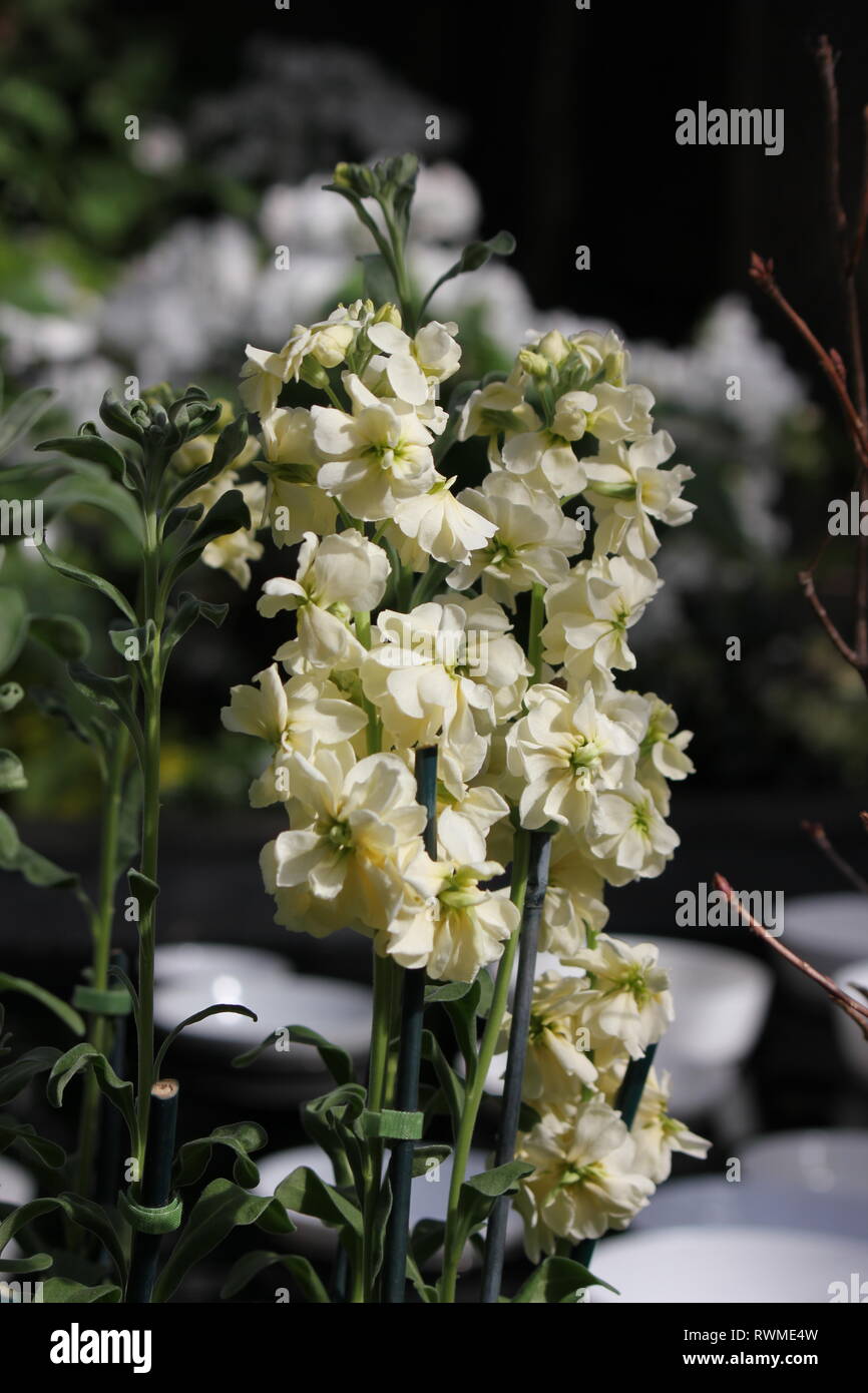Beautiful, fresh Yellow Fragrant Stocks, Matthiola incana, flowers and
