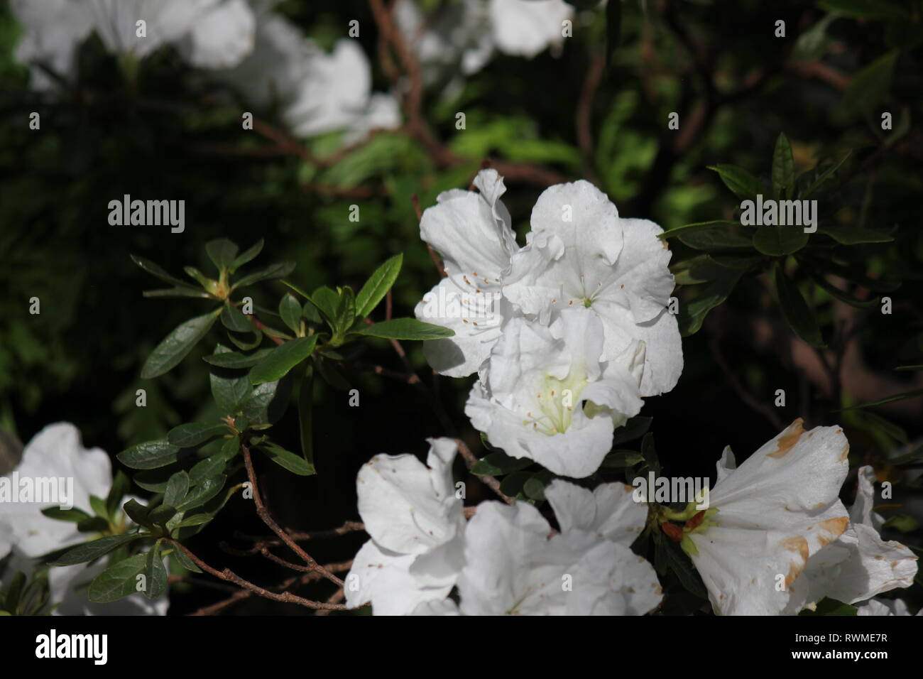 Beautiful, fresh, perfect white azalea flowers and plants growing in ...