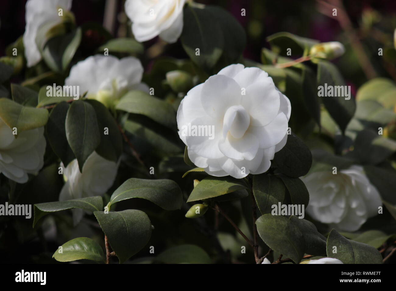 Growing With Plants Camellia Bowl Xlvii