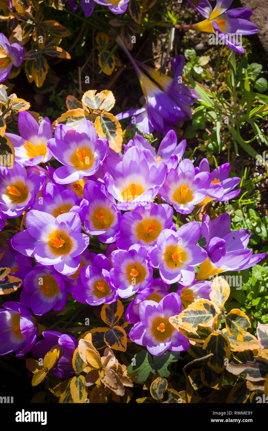 Purple crocus flowers are among the earliest plants to bloom from late winter through Spring in an English garden Stock Photo
