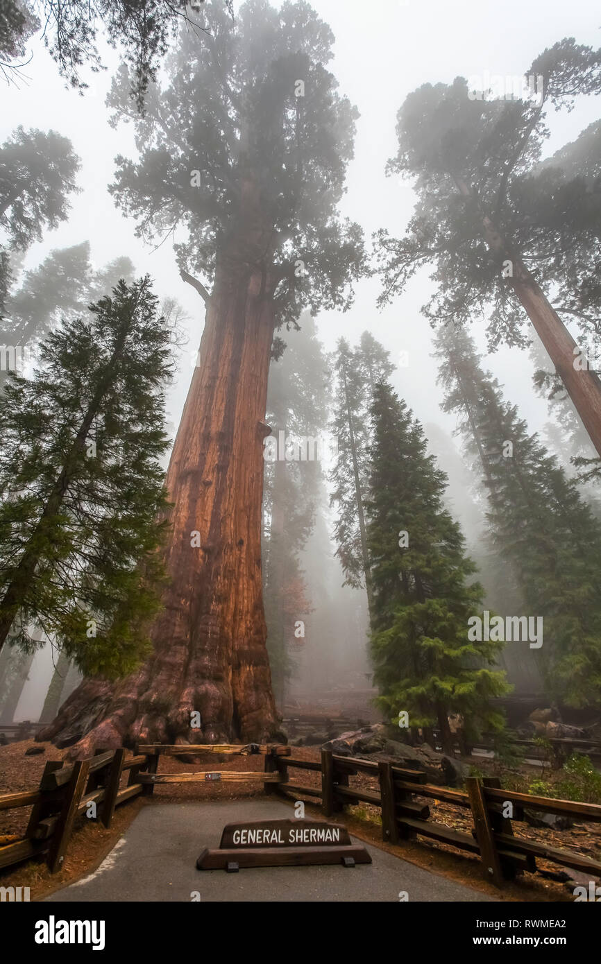 General Sherman, world's largest tree, Sequoia National Park; Visalia, California, United States of America Stock Photo