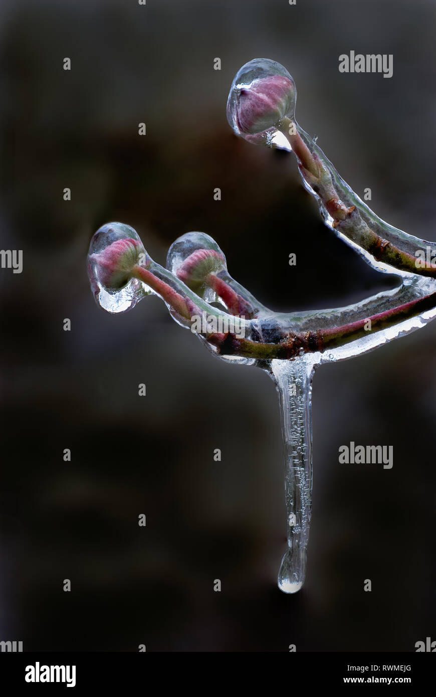 Flowering dogwood (Cornus florida) stem and flower buds coated in ice