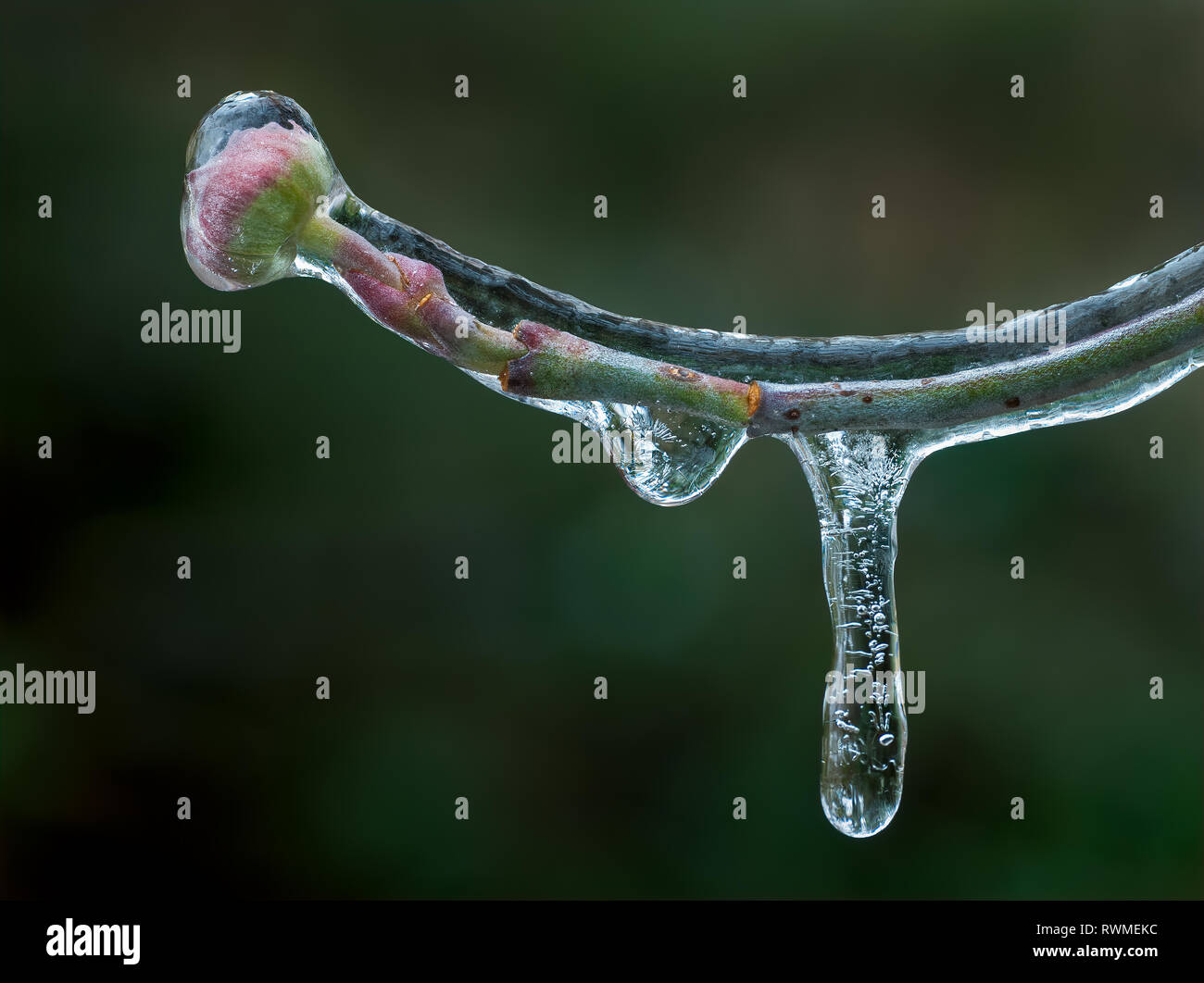 Flowering dogwood (Cornus florida) stem and flower bud coated in ice